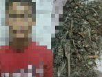 miliki daun ganja