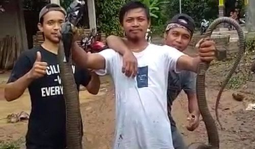Banjir Cilegon, Selain Warga, King Cobra Ikut ‘Ngungsi’