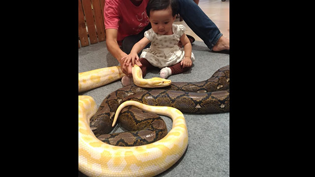 Komunitas Reptile’s Zone Ajak Anak-anak TK dan Mahasiswa Sayangi Ular