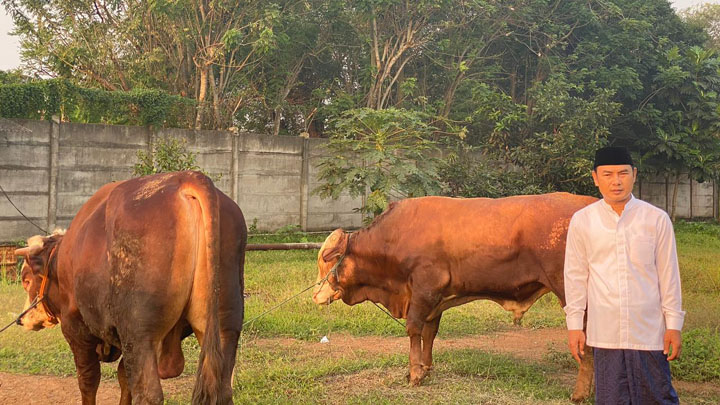 Idul Adha 1441 Hijriyah, Mad Romli Kurban 22 Ekor Sapi Limosin
