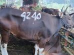 Pemotongan Hewan Kurban Wajib Terapkan Protokol Kesehatan Covid-19.