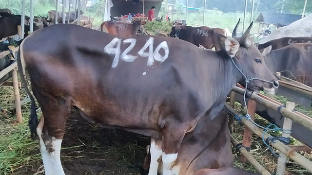 Pemotongan Hewan Kurban Wajib Terapkan Protokol Kesehatan Covid-19.