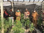 Ladang Ganja Ditanam di Rumah Tinggal Diamankan Aparat