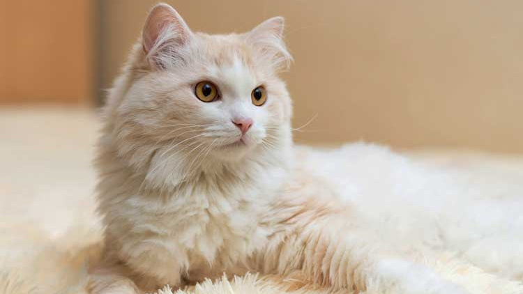 Peliharalah Kucing, Anda Pasti Bahagia
