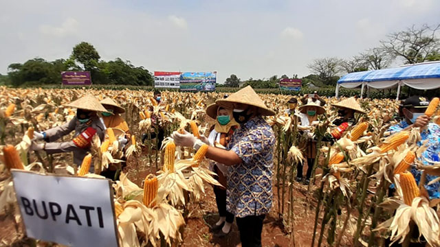 Di Desa Badak Anom, Bupati Tangerang Panen Jagung Hibrida dan Ikan Lele