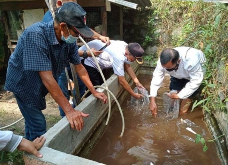 benih ikan
