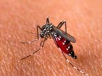 nyamuk deman berdarah dengue