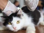 Vaksinasi Rabies Hewan Peliharaan Gratis