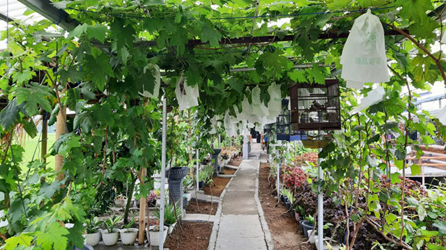 Agrowisata Kampung Sawah, Desa Gembong, Kecamatan Balaraja, Kabupaten Tangerang