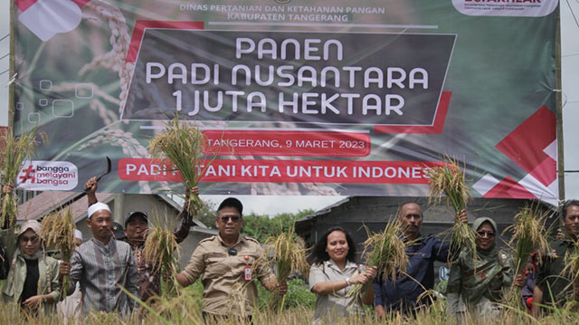 Panen Padi Nusantara