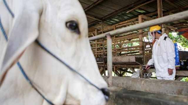 Antisipasi Penyebaran Antraks