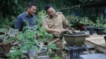 Tanaman Bonsai