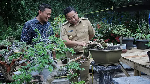 Tanaman Bonsai