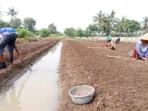 Tanam Bawang Merah