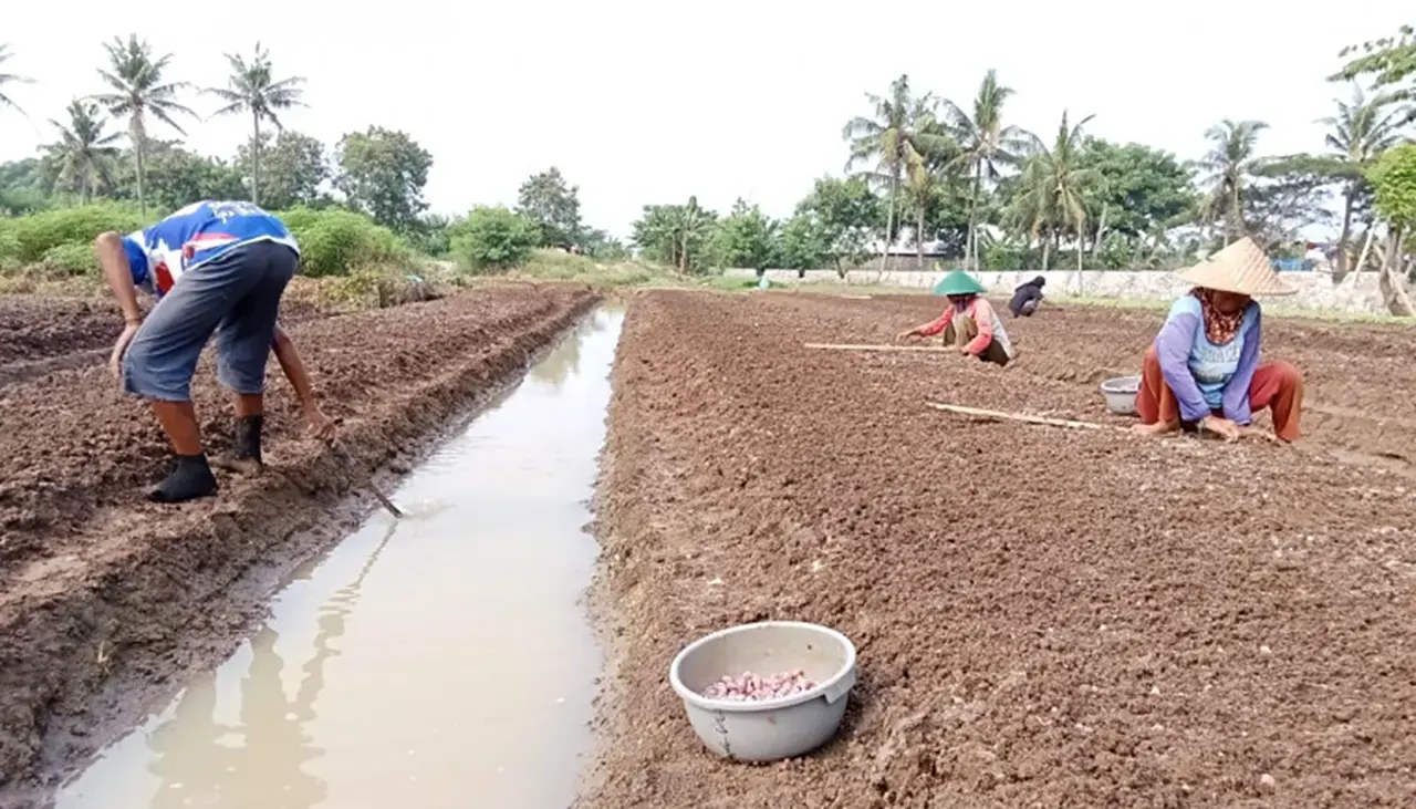 Tanam Bawang Merah