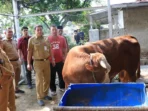 Kesehatan Hewan Kurban