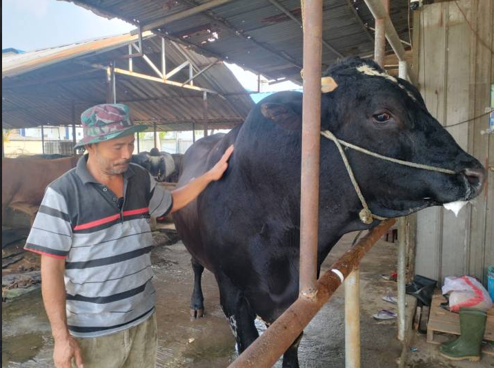Sapi Jumbo milik Warga Cipondoh dibeli Presiden Prabowo