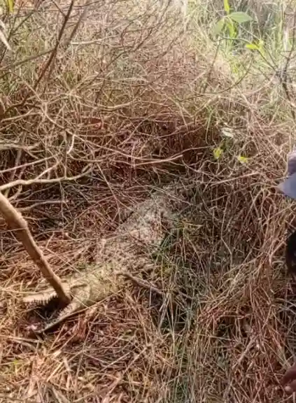 Penemuan Buaya di Cikupa Kabupaten Tangerang
