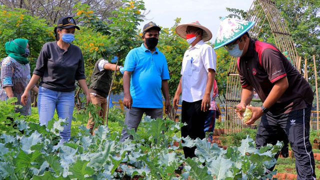 Porgram Ketahanan Pangan, Wali Kota Tangerang Panen Raya Sayuran di Ecofarm Mekarsari
